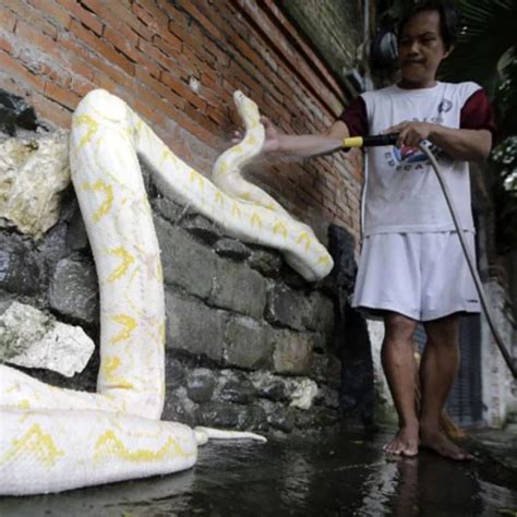 sexo com cobra|Homem E Mulher Transando Com Cobra Enorme